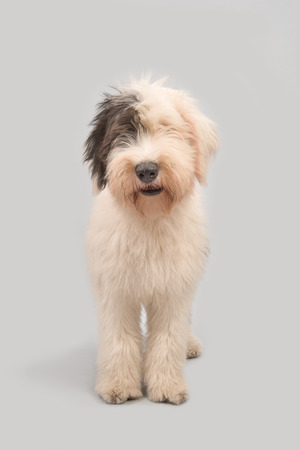 Young old english sheepdog standing on a grey backgroundの写真素材