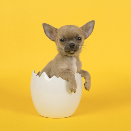 Cute chihuahua puppy dog in a white easter egg on a yellow backgroundの写真素材