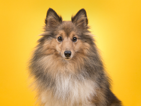 Portrait of a shetland sheepdog looking at the camera on a yellow backgroundの写真素材