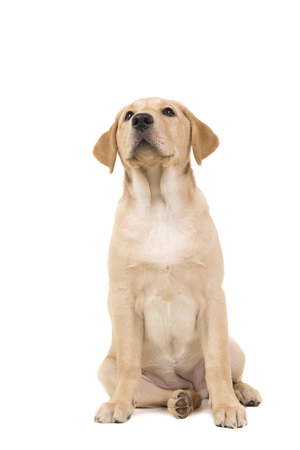 Pretty young blond labrodor retriever sitting and looking up isolated on a white backgroundの写真素材