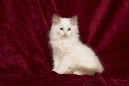 Pretty ragdoll kitten sitting on a  red velvet backgroundの写真素材