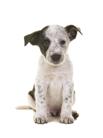 Cute australian shepherd australian cattle dog mix sitting and at the camera on a white backgroundの写真素材