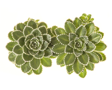 Two succulent plants isolated on a white backgroundの写真素材