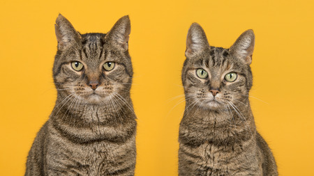 Portrait of two tabby cats of a male and female cat looking at the camera on a yellow backgroundの写真素材