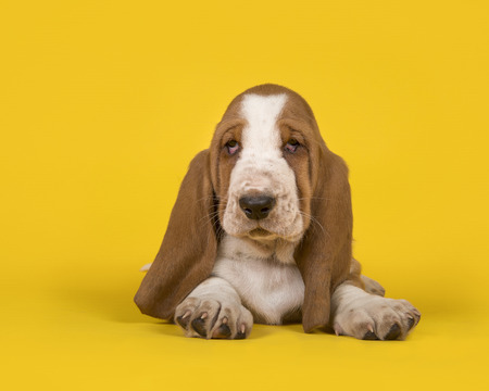 Cute tan and white basset hound lying down on a yellow background