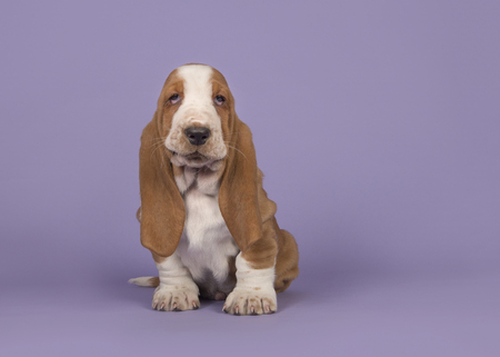 Cute tan and white basset hound puppy sitting on a lavender purple background seen from the sideの写真素材