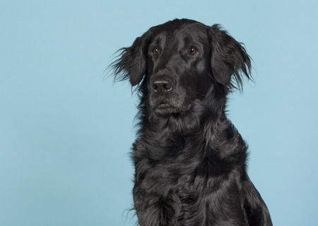Portrait of a black flatcoat retriever dog looking away to the left on a blue background