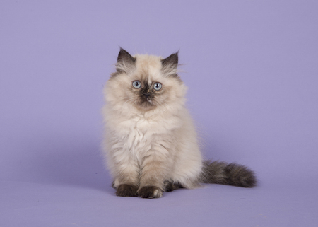 Seal point persian longhair kitten with blue eyes sitting on a purple backgroundの写真素材