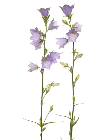 Purple blooming harebells on a white backgroundの写真素材