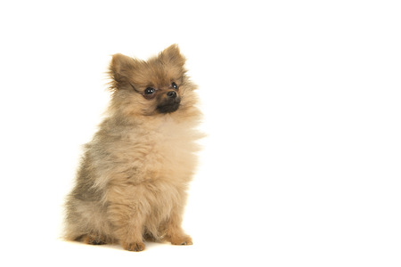 Pomeranian puppy dog sitting isolated on a white background seen from the side looking upの写真素材