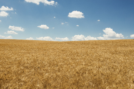 Golden weat field with a blue sky with a few white clouds