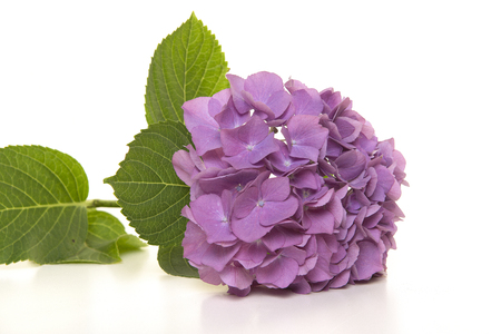 Soft purple hortensia flower lying on a white backgroundの写真素材
