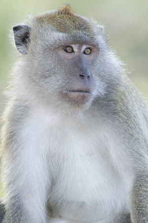 Closeup of a macaque monkey portrait looking away on a soft green backgroundの写真素材