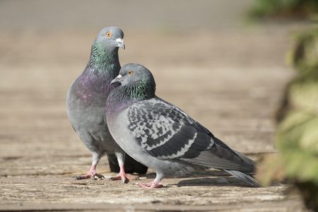 Two pigeons in the sunlight acting like lovebirds on a pathの写真素材