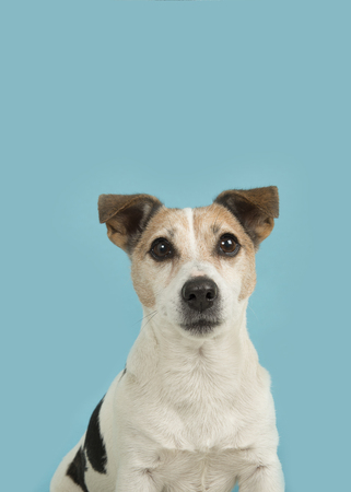Cute jack russell dog portrait looking up on a blue background in a vertical imageの写真素材