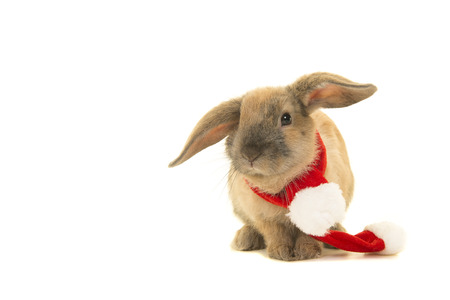 Young rabbit wearing a christmas scarf isolated on a white backgroundの写真素材