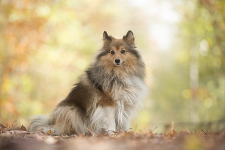 Shetland sheepdog or sheltie dog sitting on a forest path in a forest with autumn colorsの写真素材