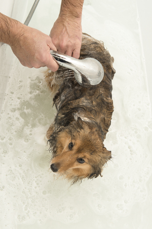 Dog being rinsed of by a groomer in a white bathtub in a vertical imageの写真素材