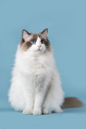 Pretty ragdoll cat with blue eyes looking up sitting on a blue backgroundの写真素材