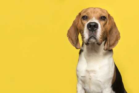 Portrait of a beagle looking at the camera on a yellow background in a horizontal image with space for copyの写真素材