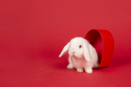 Cute young white rabbit in a red heart shaped box on a red background with copy spaceの写真素材