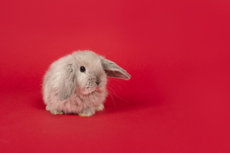 Cute young grey rabbit on a red background seen from the front with copy spaceの写真素材