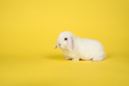 Cute young white bunny on a yellow backgroundの写真素材