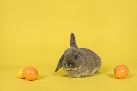 Cute grey rabbit between easter eggs on a yellow backgroundの写真素材