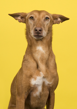 Portrait of a podenco andaluz looking at the camera on a yellow backgroundの写真素材
