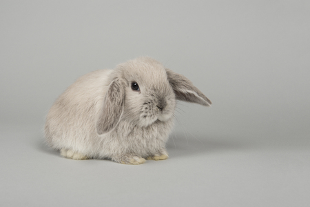 Cute young grey bunny seen from the side sitting on a grey backgroundの写真素材