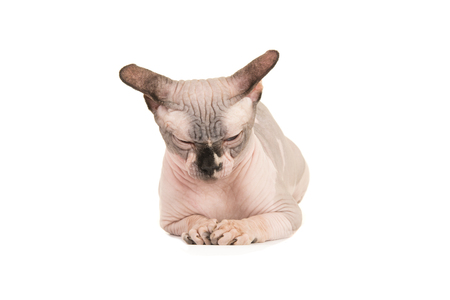 Sleeping, grumpy sphinx cat lying down isolated on a white background seen from the frontの写真素材