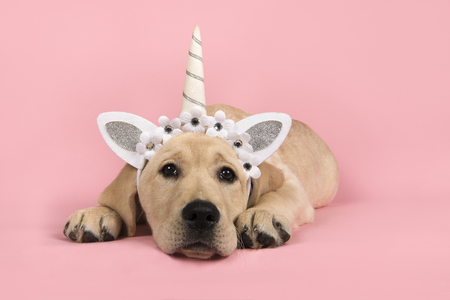 Labrador retriever puppy lying down with unicorn diadem on a pink backgroundの写真素材