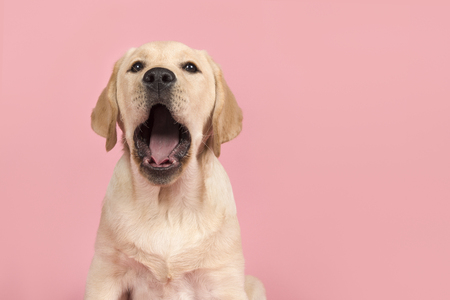 Portrait of a cute labrador retriever puppy with mouth wide open, yawning on a pink backgroundの写真素材