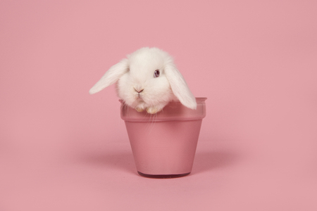 Cute young white rabbit in a pink flowerpot on a pink backgroundの写真素材