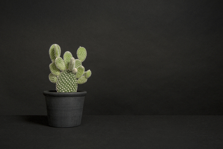 Cactus plant in a black flower pot in a black interiorの写真素材
