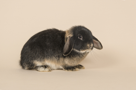 Black and tan rabbit seen from the side on a sand colored backgroundの写真素材