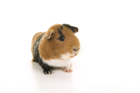 Smooth haired tricolour guinea pig seen from the front on a white backgroundの写真素材