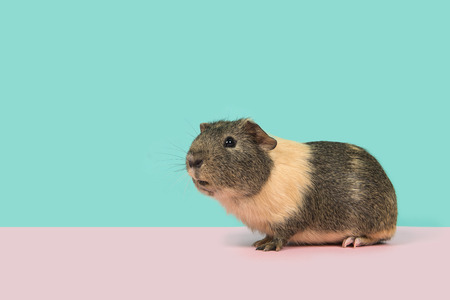 Smooth haired guinea pig on a pink and blue backgroundの写真素材