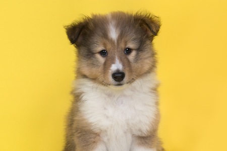 Portrait of a shetland sheepdog puppy on a yellow background looking at the camera seen from the frontの写真素材