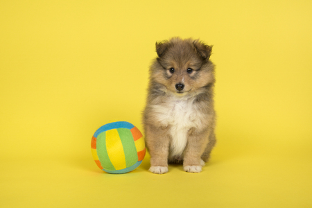 Shetland sheepdog puppy sitting on a yellow background with a colorful ballの写真素材