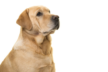 Portrait of blond labrador retriever looking to the right on a white backgroundの写真素材