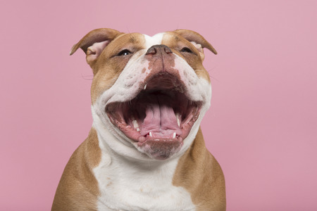 Funny portrait of an old english bulldog with a huge smile on a pink backgroundの写真素材