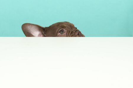 Old english bulldog puppy peeking over the edge of a white table on a blue background