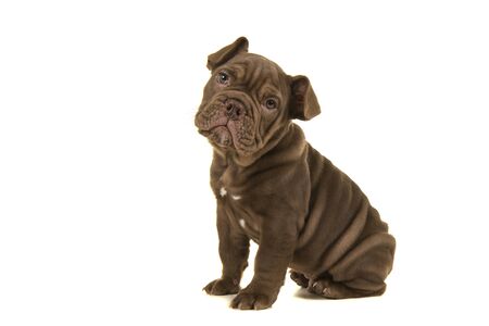 Cute old english bulldog puppy looking at camera sitting isolated on a white background seen from the sideの写真素材