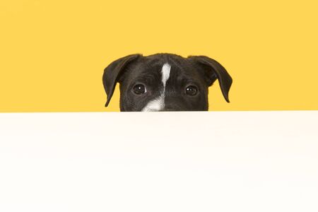 Stafford puppy peaking over a white edge on a yellow backgroundの写真素材