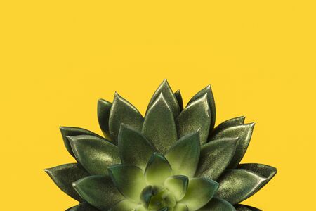 Succulent plant on a yellow backgroundの写真素材