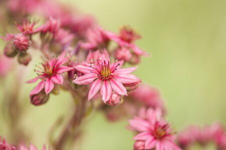 Pink cobweb houseleek flowers on a green backgroundの写真素材