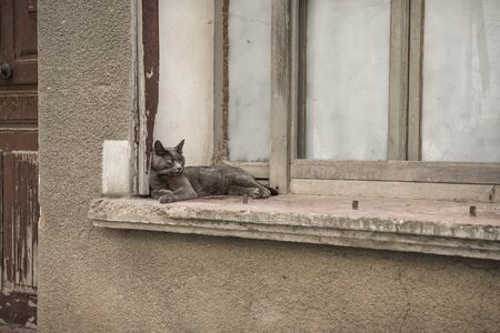 Grey cat lying in a window still of an old house in Franceの写真素材