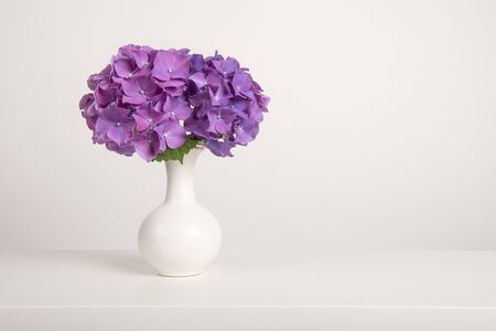 Minimalistic white still life with blooming pastel colored hortensia flowers in a white vase in a...