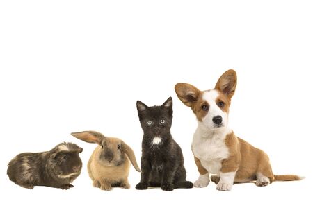 Group of different pets, a puppy, kitten, rabbit and a guinea pigの写真素材